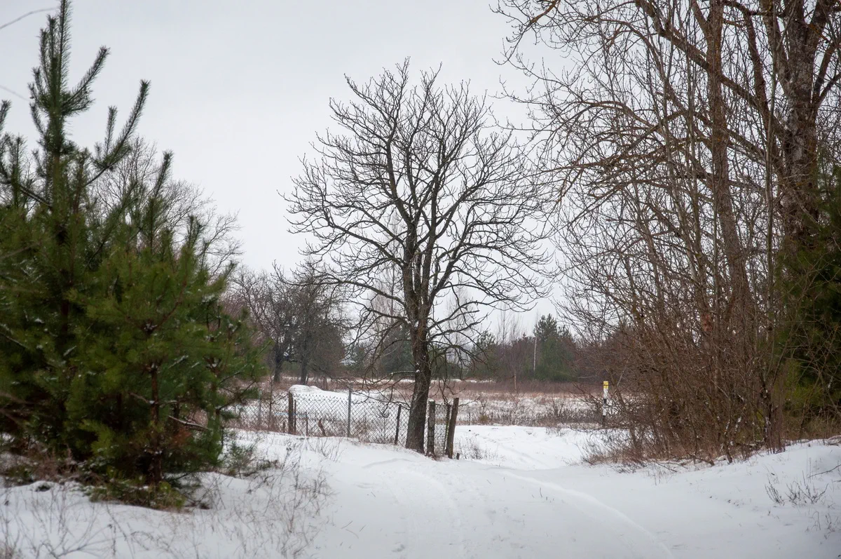 Зимний пейзаж с дорогой между деревьями в Антополе